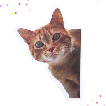 Forget Something Grumpy Tabby Waterproof Sticker from Confetti Kitty, Only 1.00