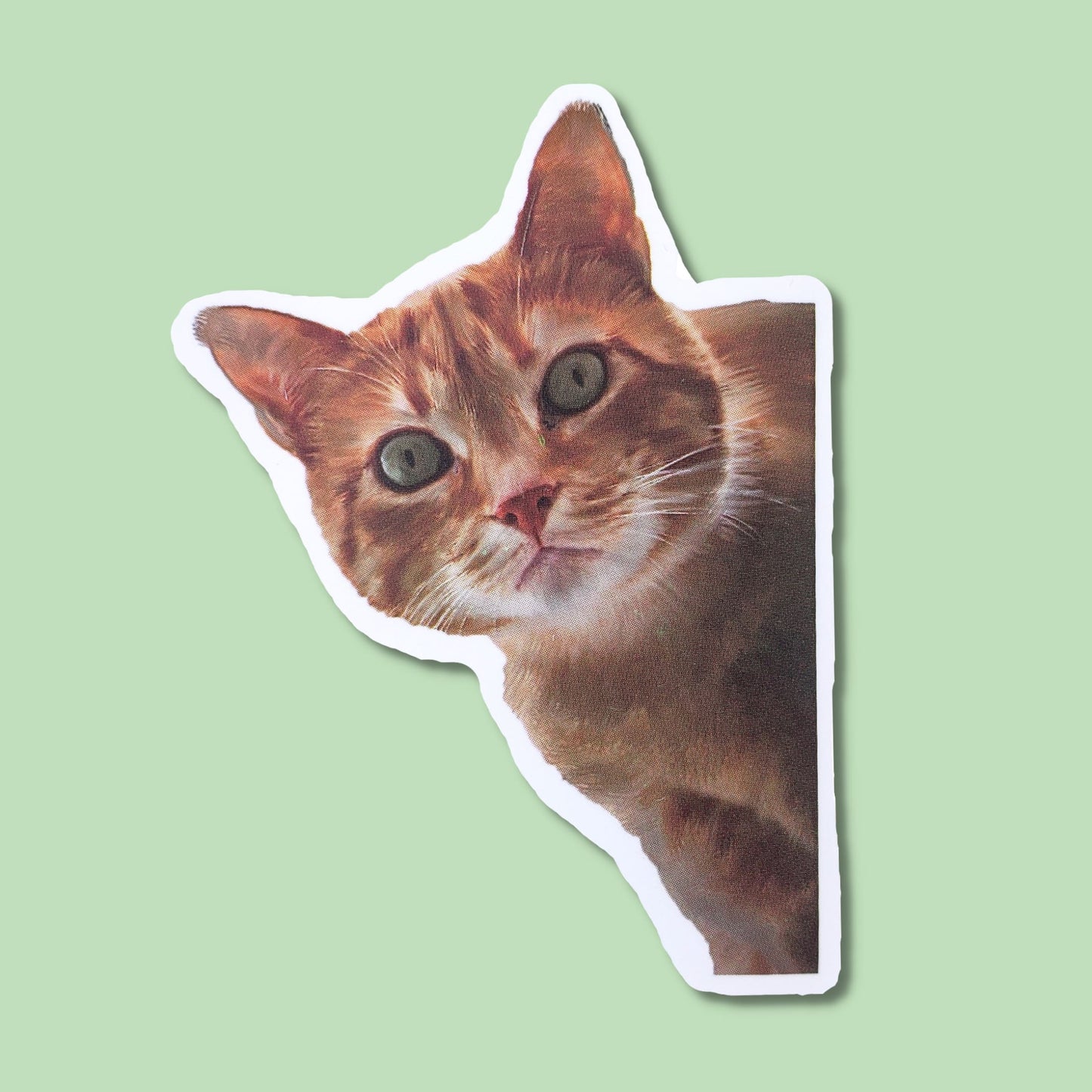 Forget Something Grumpy Tabby Waterproof Sticker from Confetti Kitty, Only 1.00