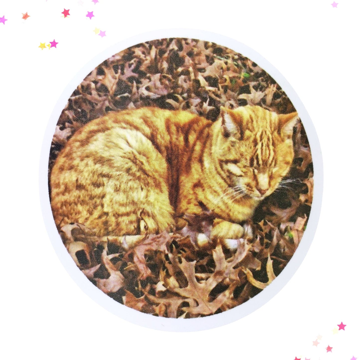 Orange Tabby Cat on Leaves Waterproof Sticker | Autumn Cat from Confetti Kitty, Only 1.00